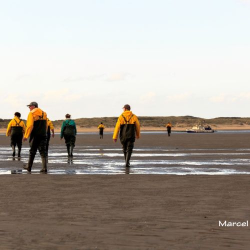 2016-12/phoca-zandplaat