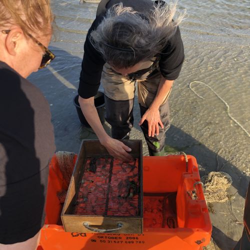 2022-05/1653899311_josephine-garnalen