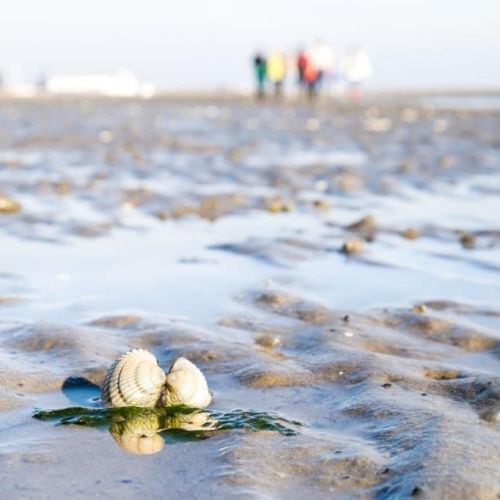 2025-06/1750059568_kokkel-002-