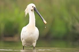 2025-06/lepelaar-002-