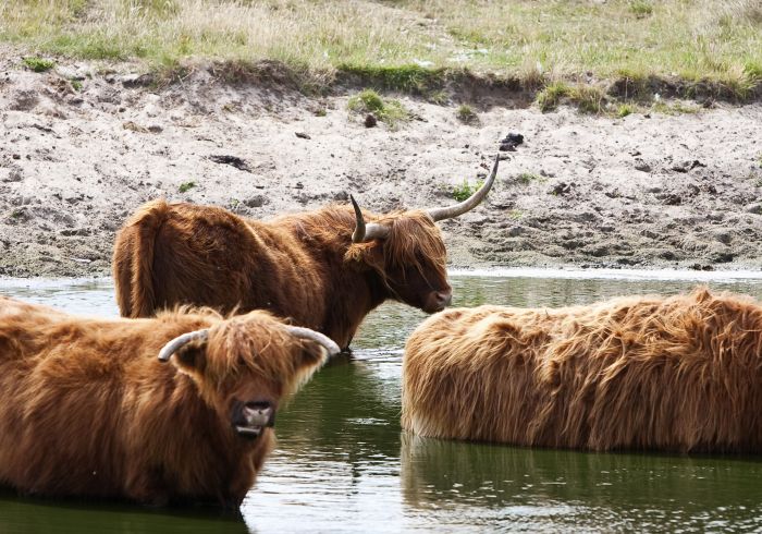 Hooglanders Pad van 20, Hooglanders