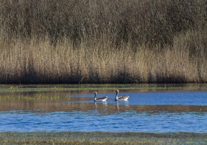 Folkert Janssens, Grauwe gans