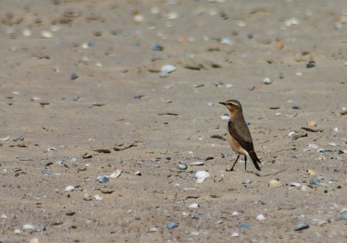 Folkert Janssens, Grauwe gans